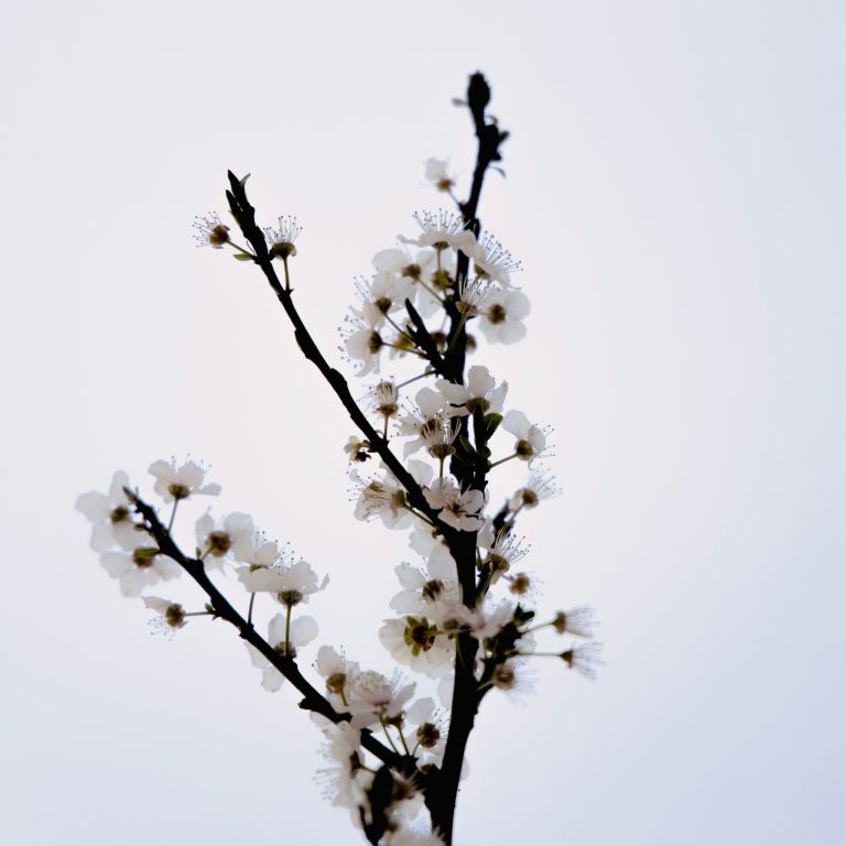 Static Bloom